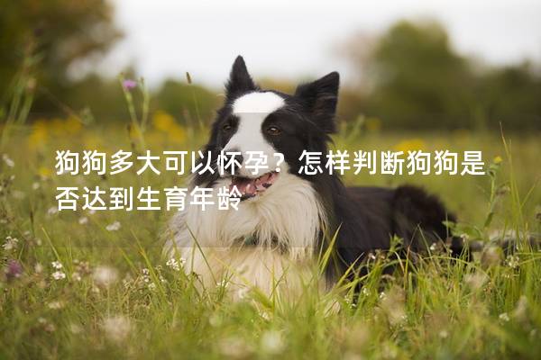 狗狗多大可以怀孕？怎样判断狗狗是否达到生育年龄