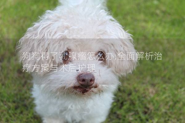 狗狗得了乳腺瘤怎么办,全面解析治疗方案与术后护理