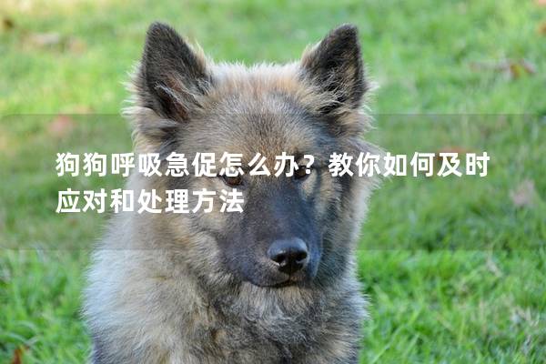 狗狗呼吸急促怎么办？教你如何及时应对和处理方法