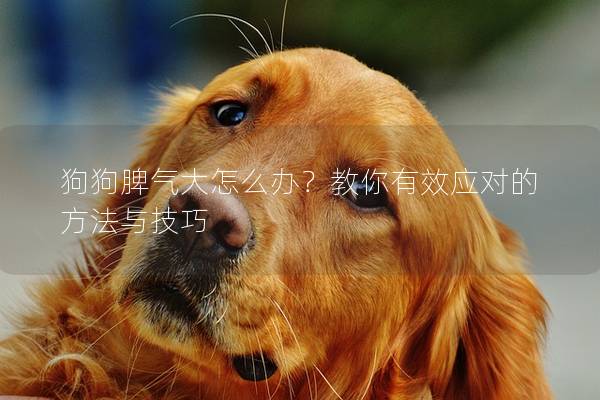 狗狗脾气大怎么办？教你有效应对的方法与技巧