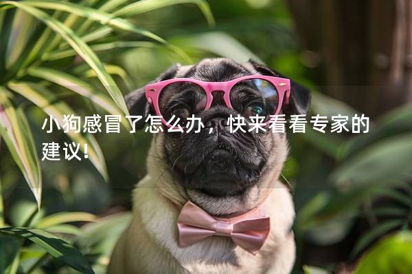 小狗感冒了怎么办，快来看看专家的建议!