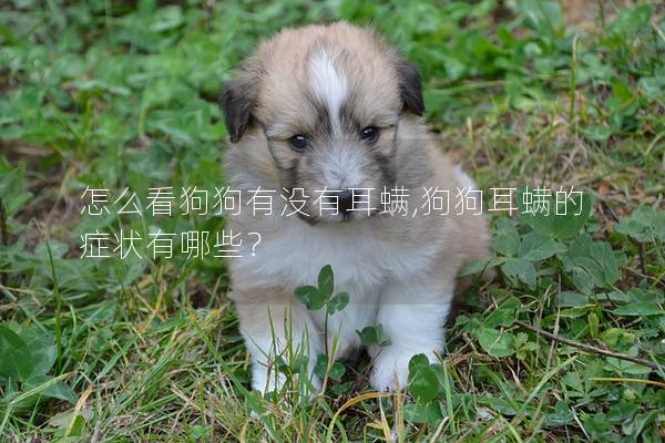 怎么看狗狗有没有耳螨,狗狗耳螨的症状有哪些？