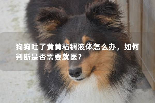 狗狗吐了黄黄粘稠液体怎么办，如何判断是否需要就医？
