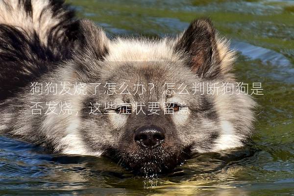 狗狗发烧了怎么办？怎么判断狗狗是否发烧，这些症状要留意