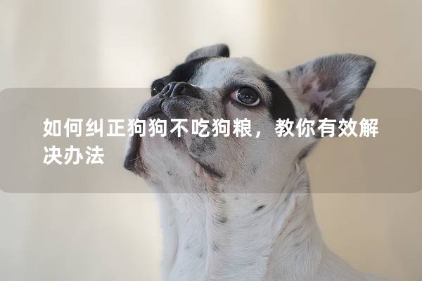 如何纠正狗狗不吃狗粮，教你有效解决办法