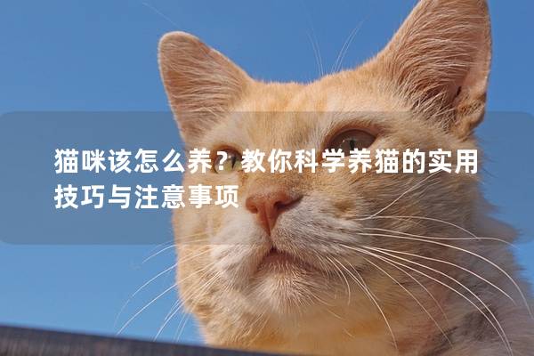 猫咪该怎么养？教你科学养猫的实用技巧与注意事项