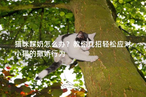 猫咪踩奶怎么办？教你几招轻松应对小猫的撒娇行为