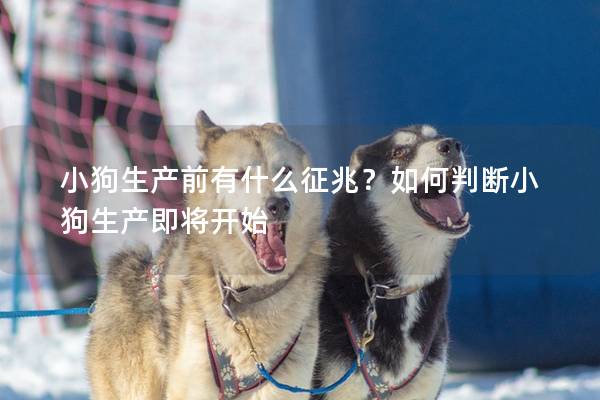 小狗生产前有什么征兆？如何判断小狗生产即将开始