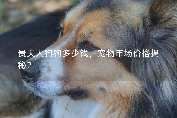 贵夫人狗<a href=