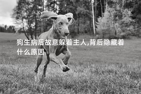狗生病后故意躲着主人,背后隐藏着什么原因
