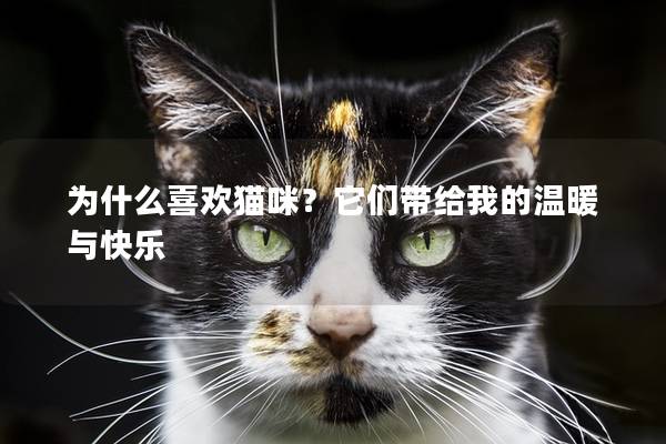 为什么喜欢猫咪？它们带给我的温暖与快乐