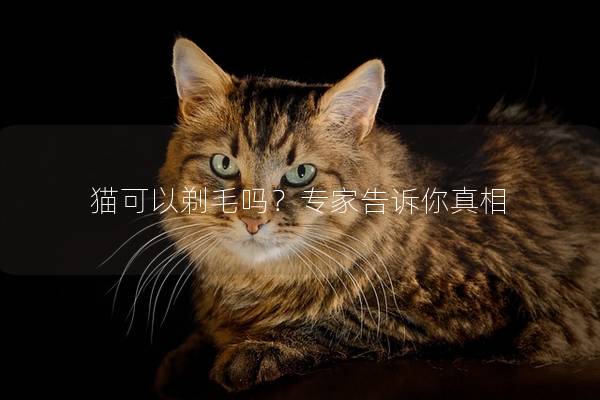 猫可以剃毛吗？专家告诉你真相