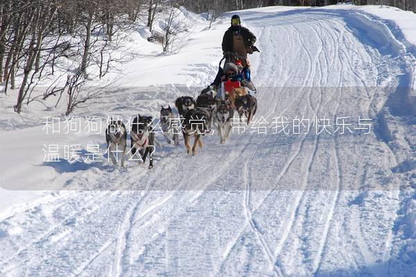 和狗狗做什么感觉，带给我的快乐与温暖是什么？