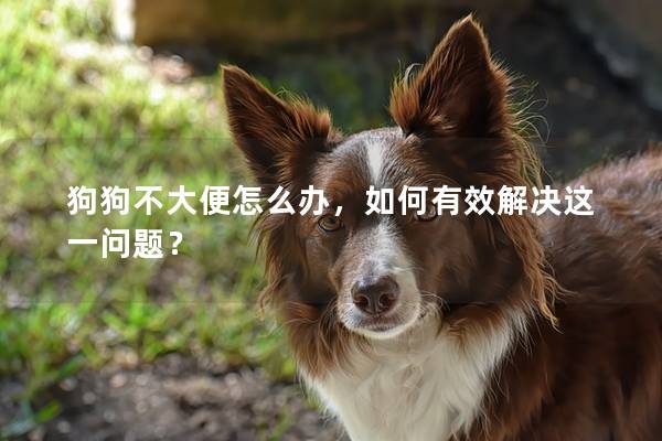 狗狗不大便怎么办，如何有效解决这一问题？