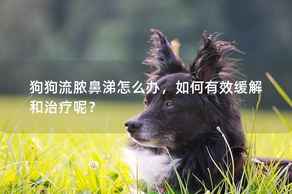 狗狗流脓鼻涕怎么办，如何有效缓解和治疗呢？