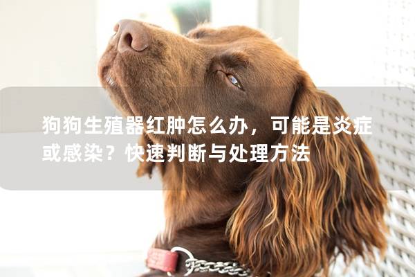 狗狗生殖器红肿怎么办，可能是炎症或感染？快速判断与处理方法