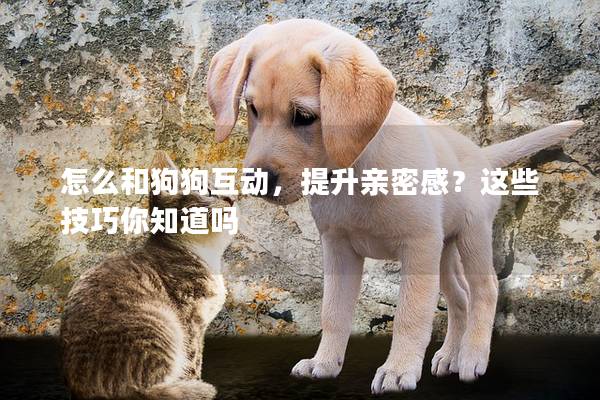 怎么和狗狗互动，提升亲密感？这些技巧你知道吗