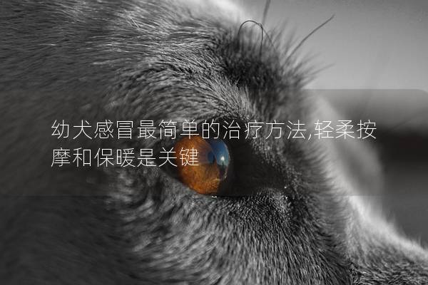 幼犬感冒最简单的治疗方法,轻柔按摩和保暖是关键