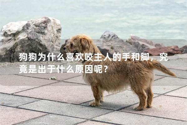 狗狗为什么喜欢咬主人的手和脚，究竟是出于什么原因呢？