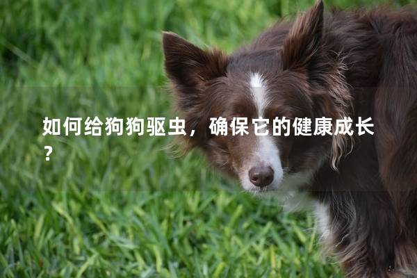 如何给狗狗驱虫，确保它的健康成长？