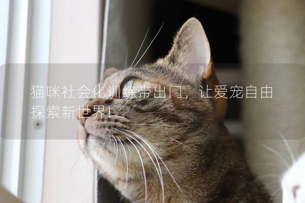 猫咪社会化训练带出门，让爱宠自由探索新世界!