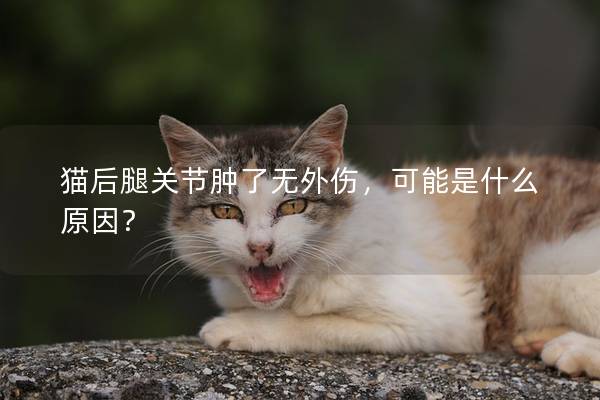 猫后腿关节肿了无外伤，可能是什么原因？