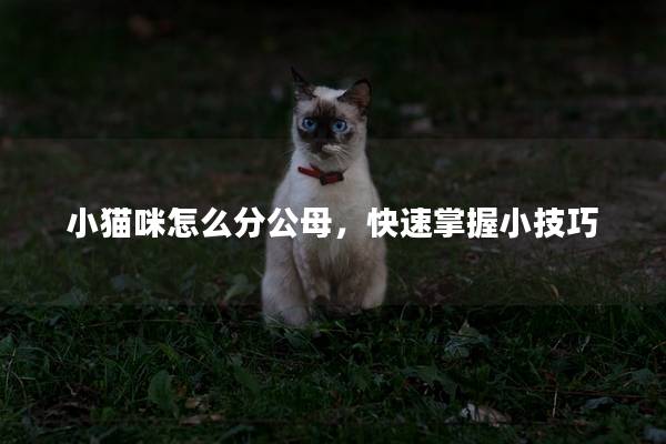 小猫咪怎么分公母，快速掌握小技巧