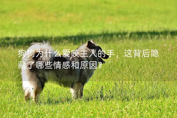 狗狗为什么爱咬主人的手，这背后隐藏了哪些情感和原因？