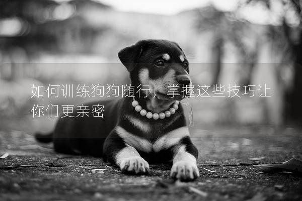 如何训练狗狗随行，掌握这些技巧让你们更亲密