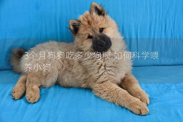 3个月狗狗吃多少狗粮,如何科学喂养小狗