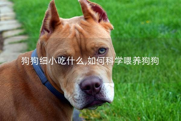 狗狗细小吃什么,如何科学喂养狗狗