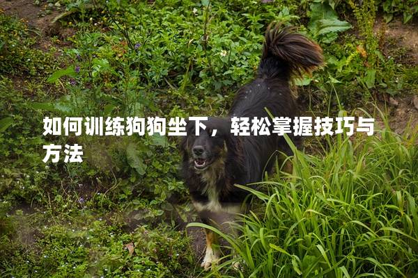 如何训练狗狗坐下，轻松掌握技巧与方法