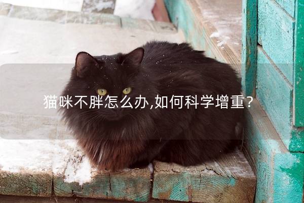 猫咪不胖怎么办,如何科学增重？