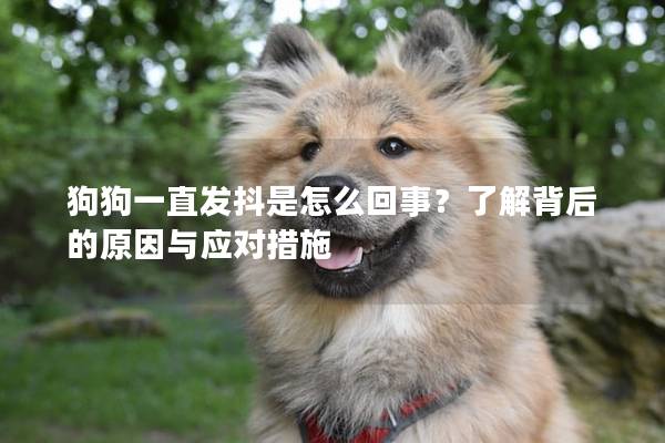 狗狗一直发抖是怎么回事？了解背后的原因与应对措施