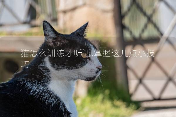 猫怎么训练才听话,掌握这几点小技巧