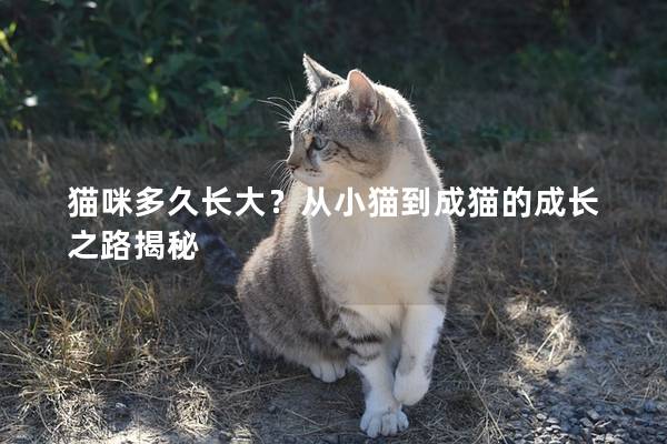 猫咪多久长大？从小猫到成猫的成长之路揭秘