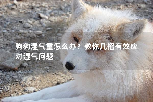 狗狗湿气重怎么办？教你几招有效应对湿气问题