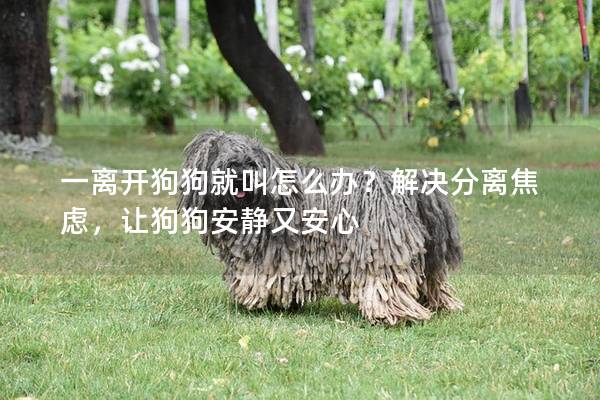 一离开狗狗就叫怎么办？解决分离焦虑，让狗狗安静又安心