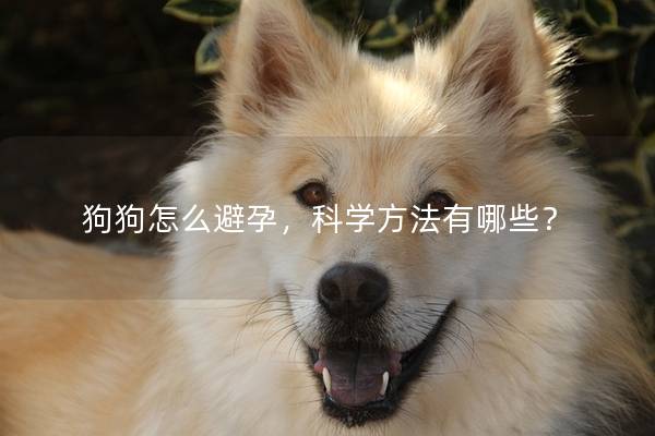 狗狗怎么避孕，科学方法有哪些？