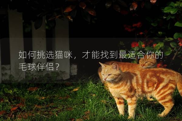 如何挑选猫咪，才能找到最适合你的毛球伴侣？