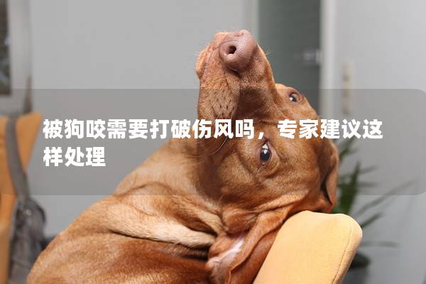 被狗咬需要打破伤风吗，专家建议这样处理