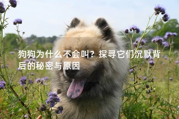 狗狗为什么不会叫？探寻它们沉默背后的秘密与原因