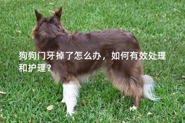 狗狗门牙掉了怎么办，如何有效处理和护理？