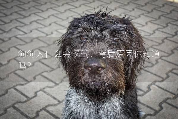 狗狗为什么会叹气，背后原因你知道吗？
