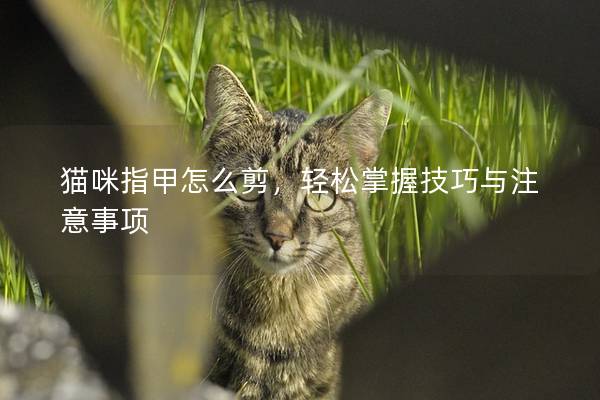 猫咪指甲怎么剪，轻松掌握技巧与注意事项