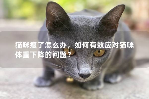 猫咪瘦了怎么办，如何有效应对猫咪体重下降的问题？