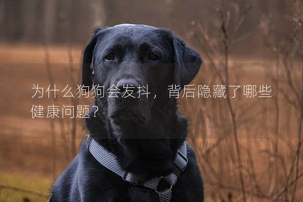 为什么狗狗会发抖，背后隐藏了哪些健康问题？