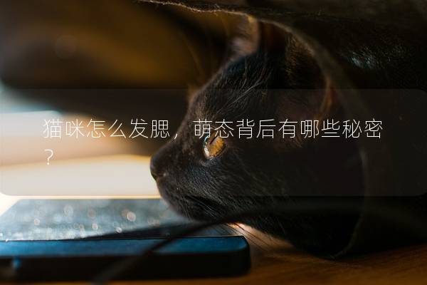 猫咪怎么发腮，萌态背后有哪些秘密？