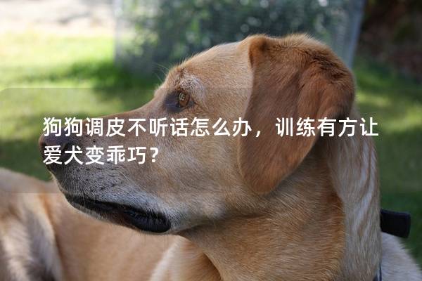 狗狗调皮不听话怎么办，训练有方让爱犬变乖巧？