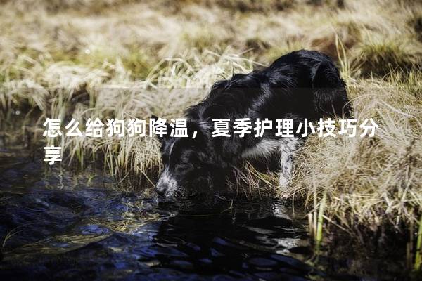 怎么给狗狗降温，夏季护理小技巧分享